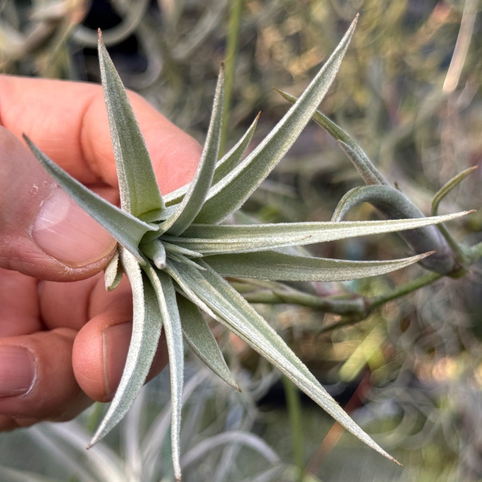 大株】チランジア・ホワイトスター直径35㎝ 複数子株 エアプランツ