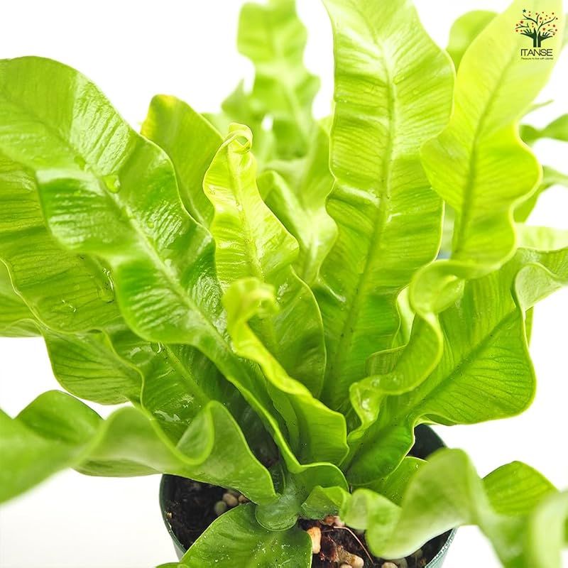 6個セット 観葉植物