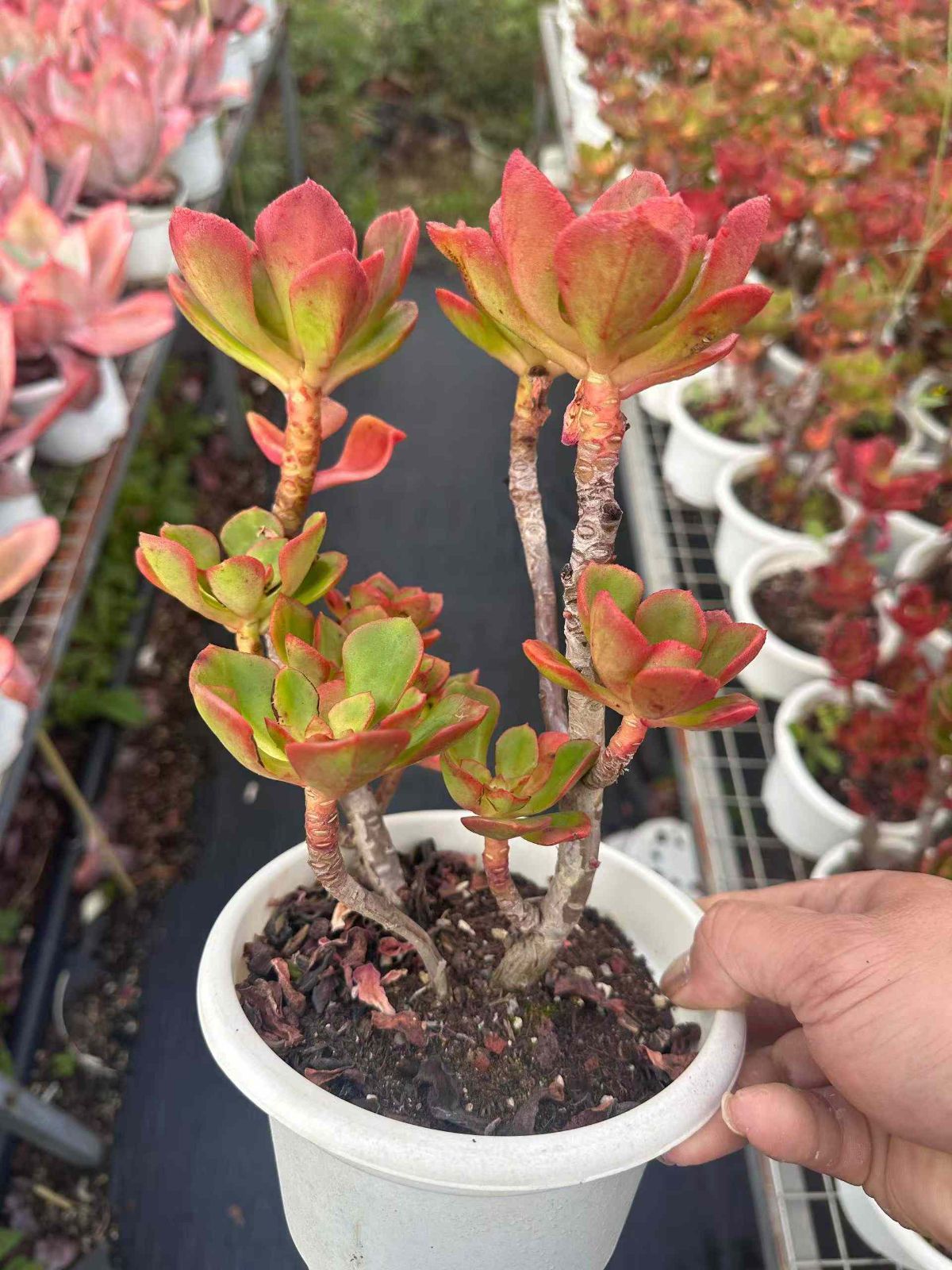 多肉植物 アエオニウム