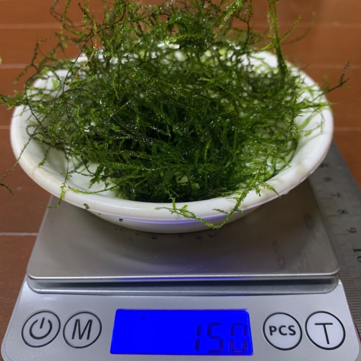 南米ウィローモス 10g - 水草