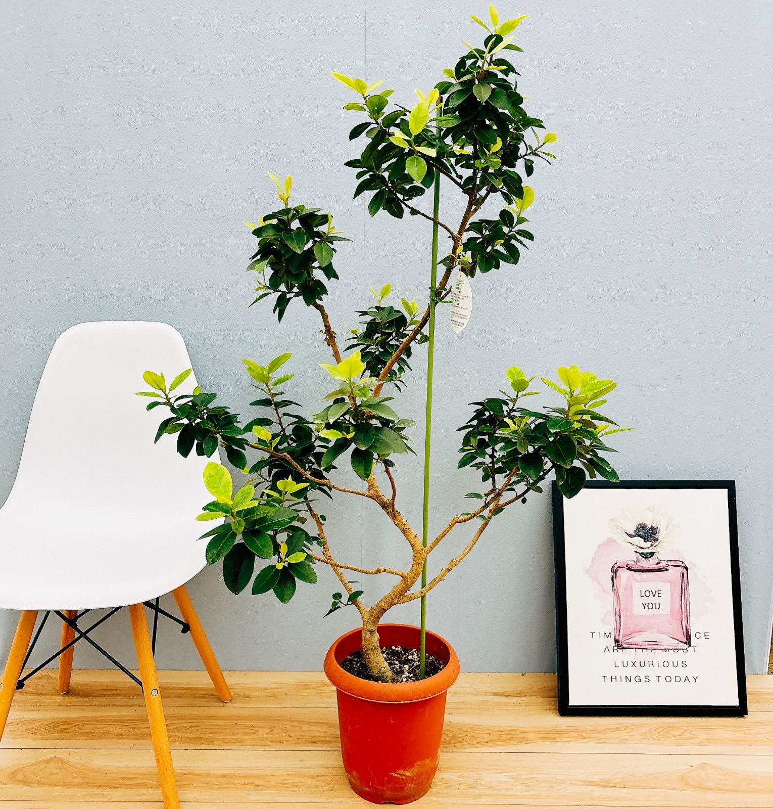 現品］【希少】フランスゴムノキ ユキ 8号 観葉植物 室内 大型 レア