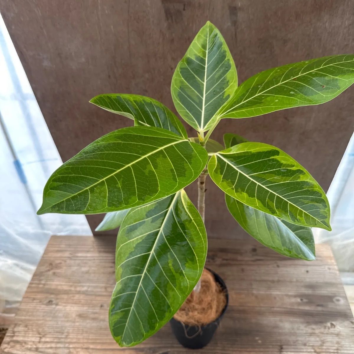 フィカス アルテシマ Ficus Altissima 現品 クワ科 フィカス属 観葉植物 観葉 植物 斑入り 斑 インテリア おしゃれ おすすめ  プレゼント かわいい グリーン 開店祝い 新築祝い お祝い 祝い 贈り物 - メルカリ