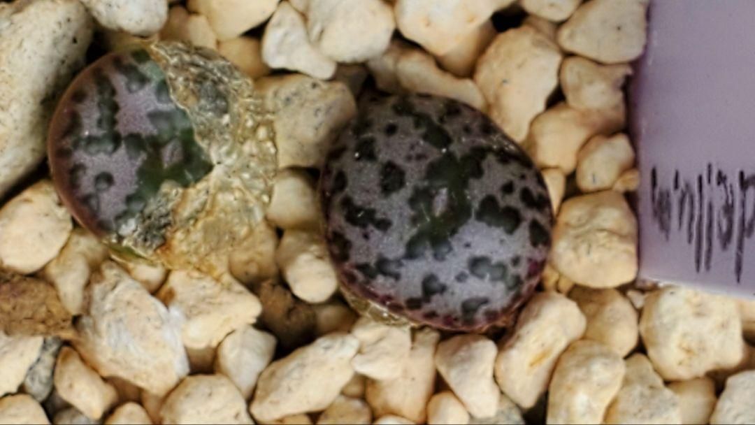 10粒ずつセット