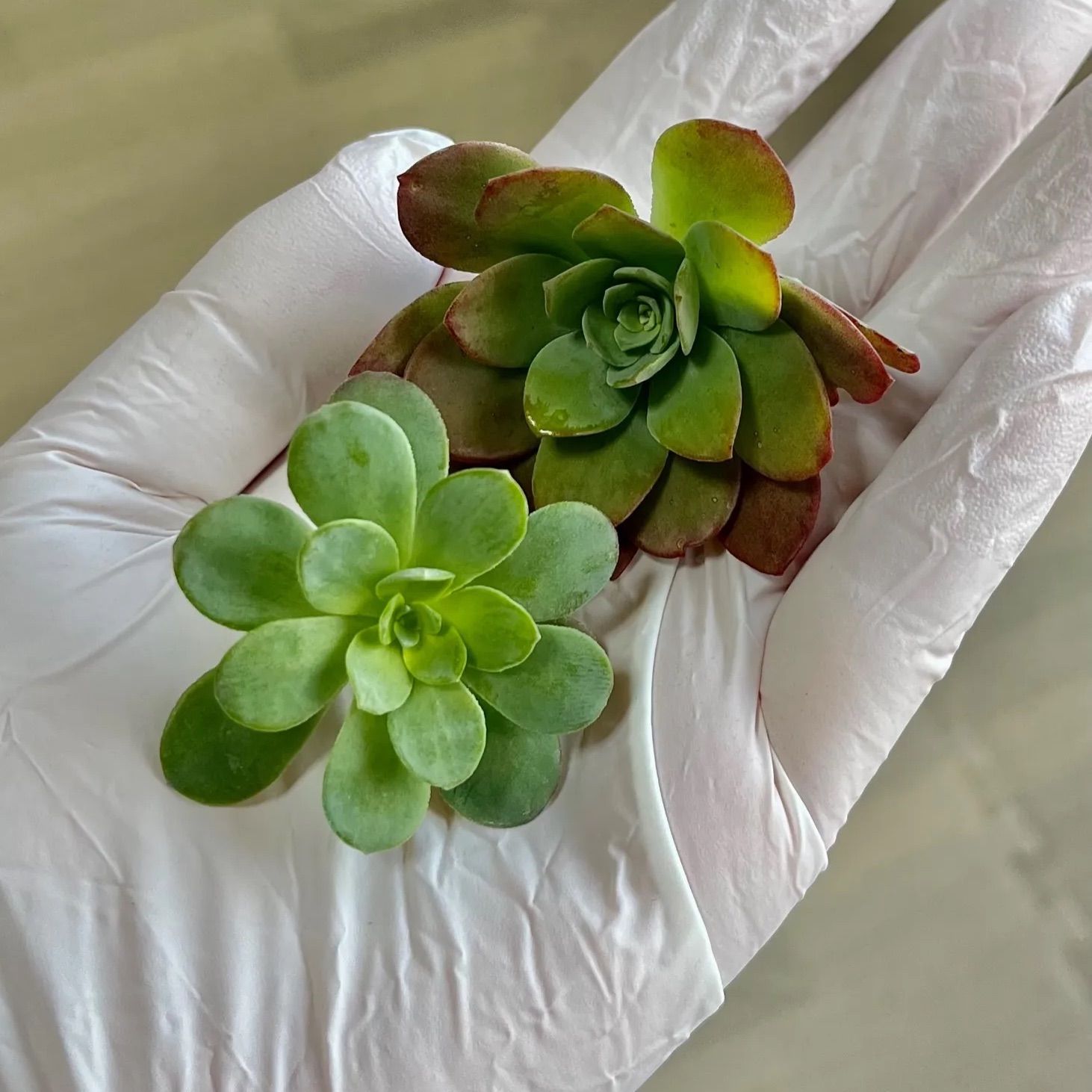 ☆多肉植物 薄化粧☆ カット苗15個 - メルカリ
