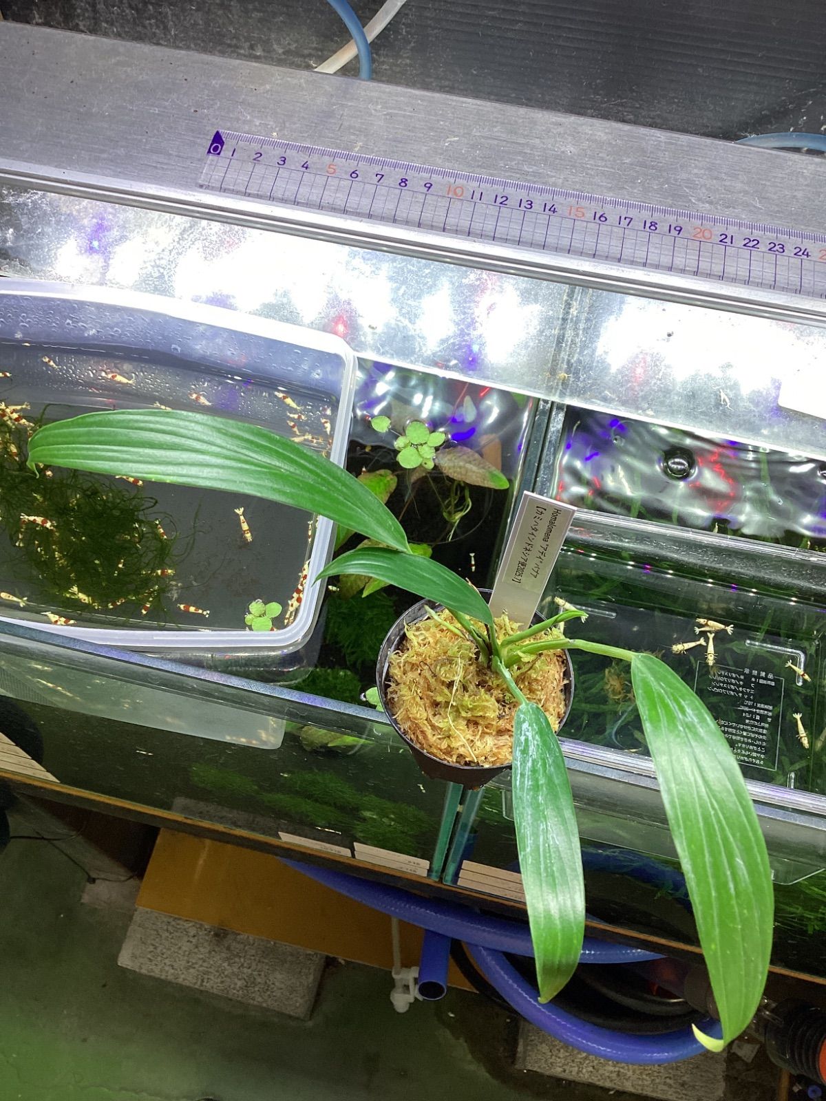 観葉植物 ホマロメナ “アデイ” パプア インドネシア便