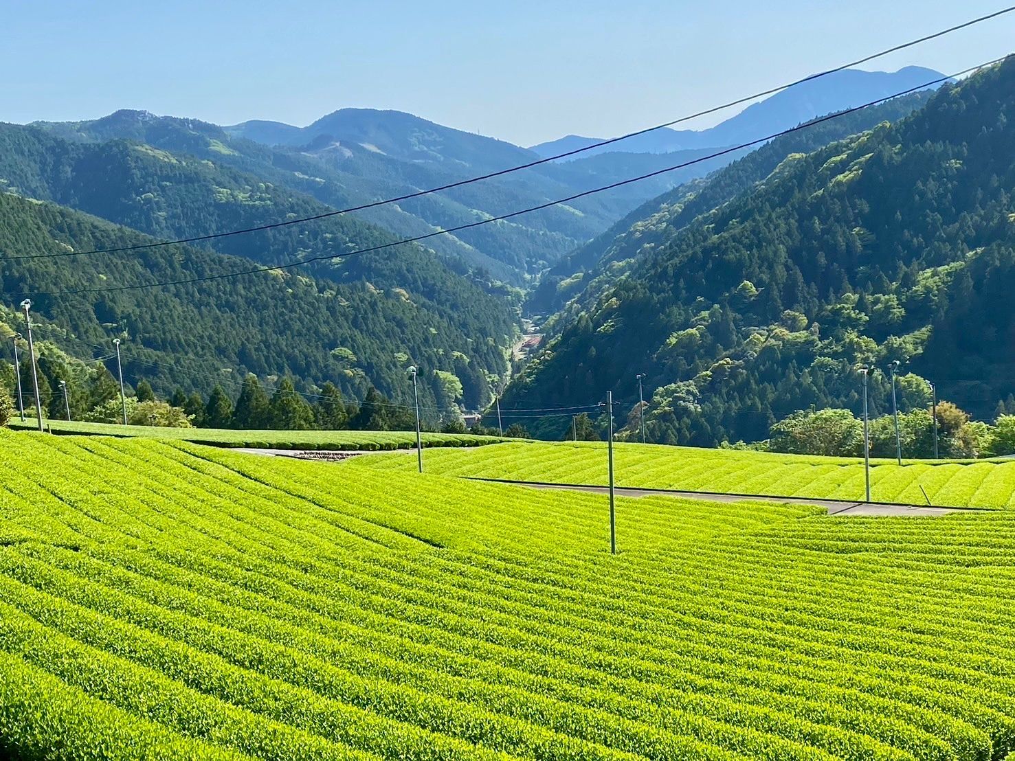 wakachan0513様　静岡新茶　川根茶 手摘み特上茶　低農薬 茶農家 セール中！新茶！手摘み特上煎茶 農家直販 100g 静岡川根茶 送料
