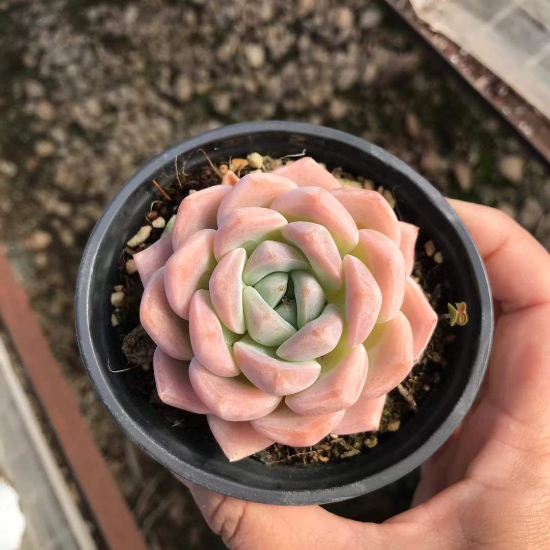 SKL1221×36 アツユメシングル 抜き苗 多肉植物 アエオニウム エケベリア 韓国苗