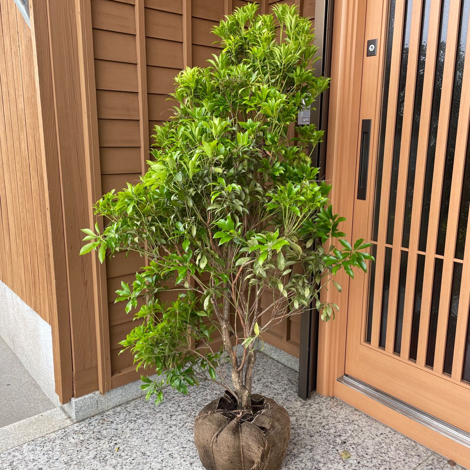 アセビ 馬酔木 白花 大株 根巻き ※花芽付き - メルカリ