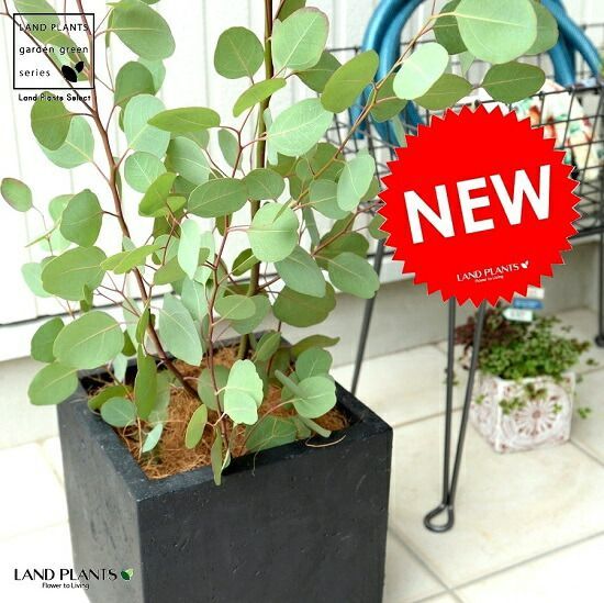 丸葉 ユーカリ （ポポラス） 軽量 ファイバー キューブ ポット 黒色 鉢植え 大型 ポリアンセモス シラカネ ユーカリプタス F