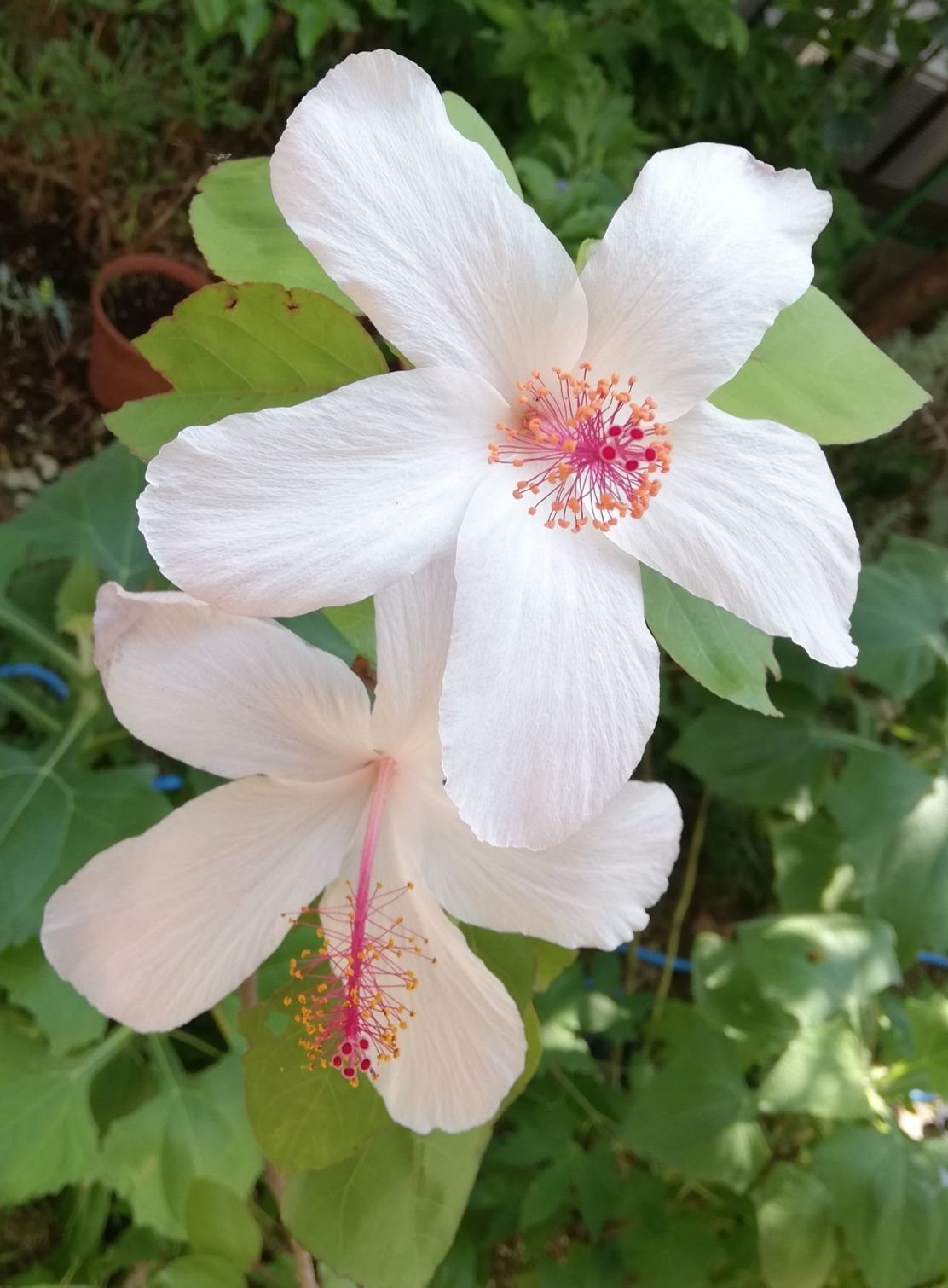 ハイビスカス 古代種 白 タネ/苗/挿し枝 コキオ・ケオ・ケオ 種タネ