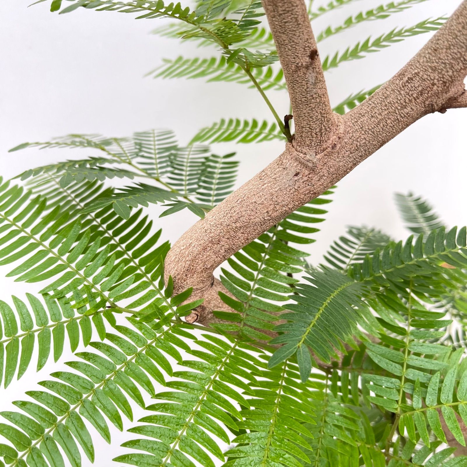 エバーフレッシュ 曲がり 5【現品】観葉植物 室内 7号 - メルカリ