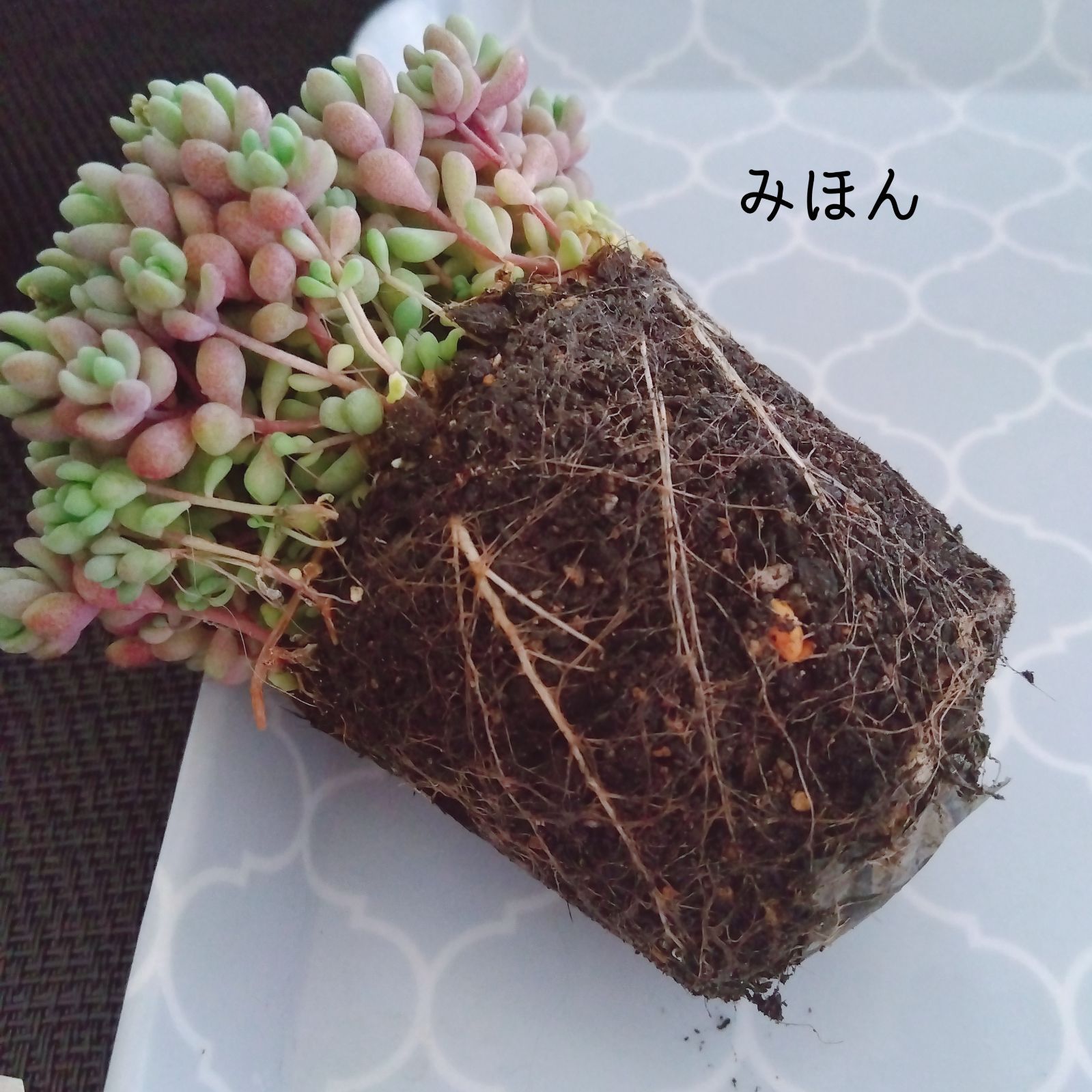 値引きする ②ポットごと発送 パープルヘイズ ❤多肉植物 iauoe.edu.ng