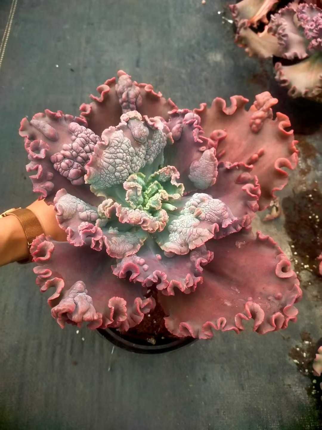 新発売 12株セット エケベリア・バロンボールド（レッド） 抜き苗 多肉