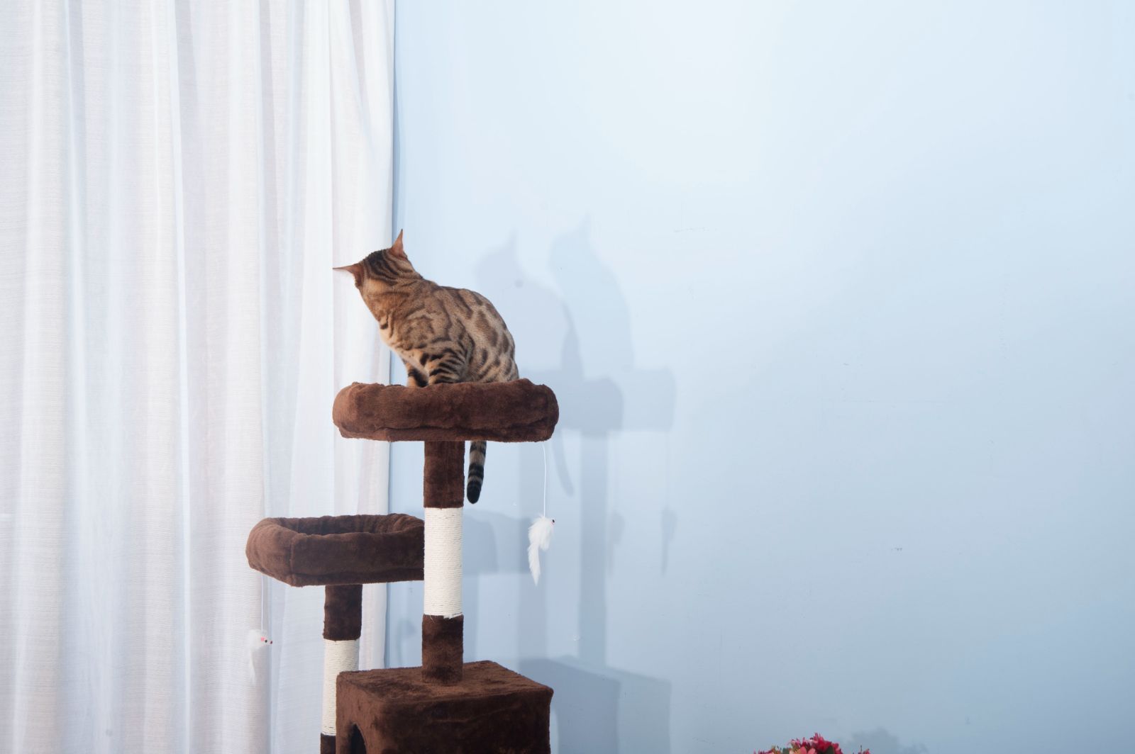 据え置きキャットタワー｜145cm 全高｜ハンモック完備｜麻紐で爪とぎ