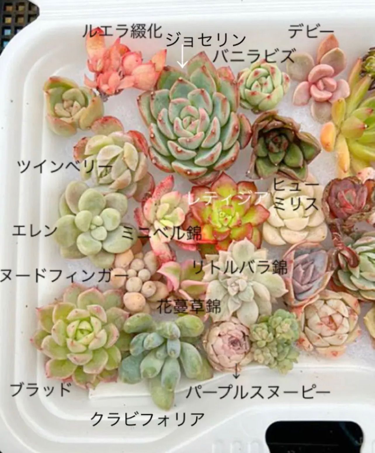 多肉植物・デビー錦・最強の色斑・抜き苗 - 植物/観葉植物