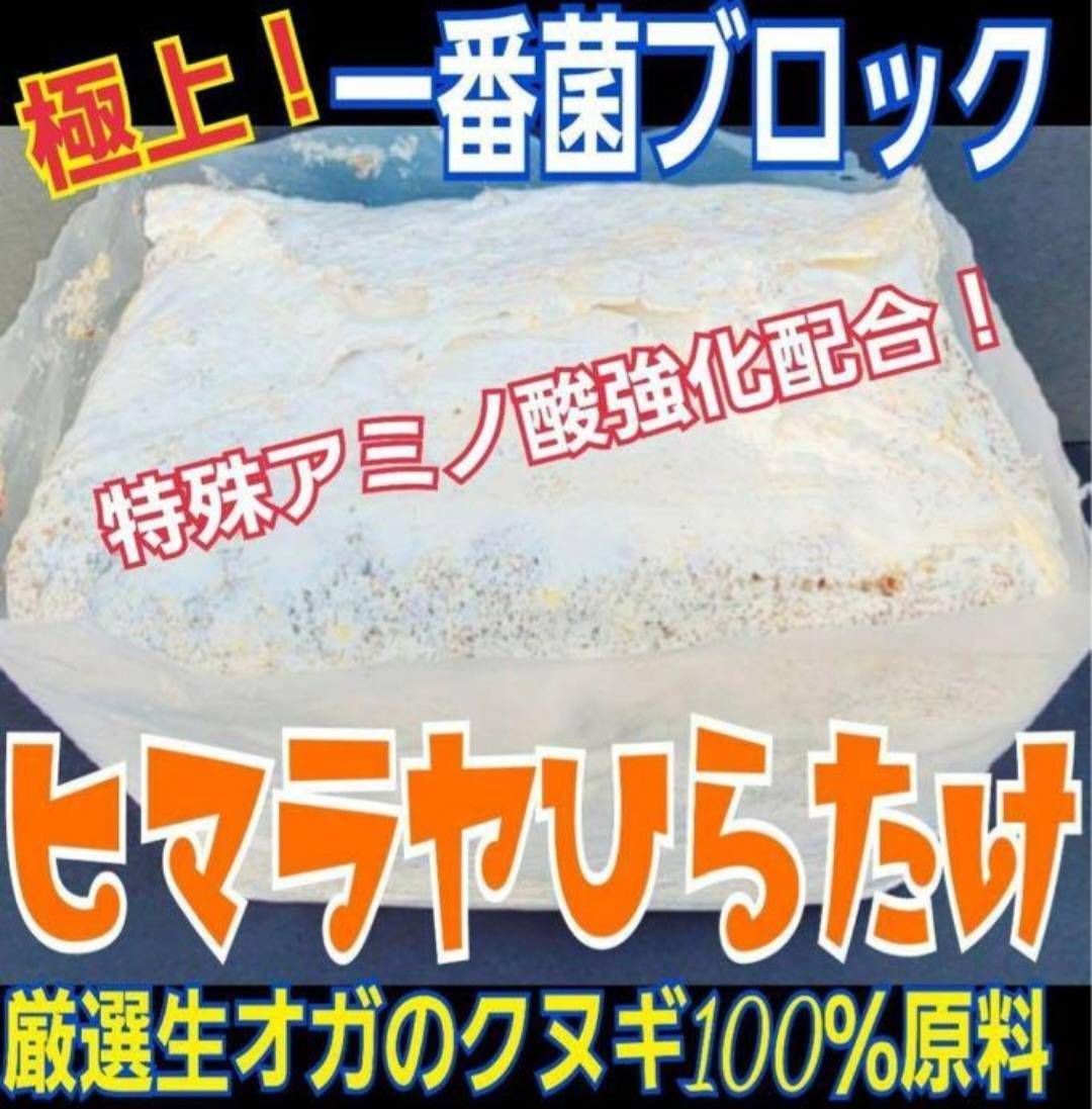 極上！ヒマラヤひらたけ菌糸ブロック【7個】トレハロース強化配合