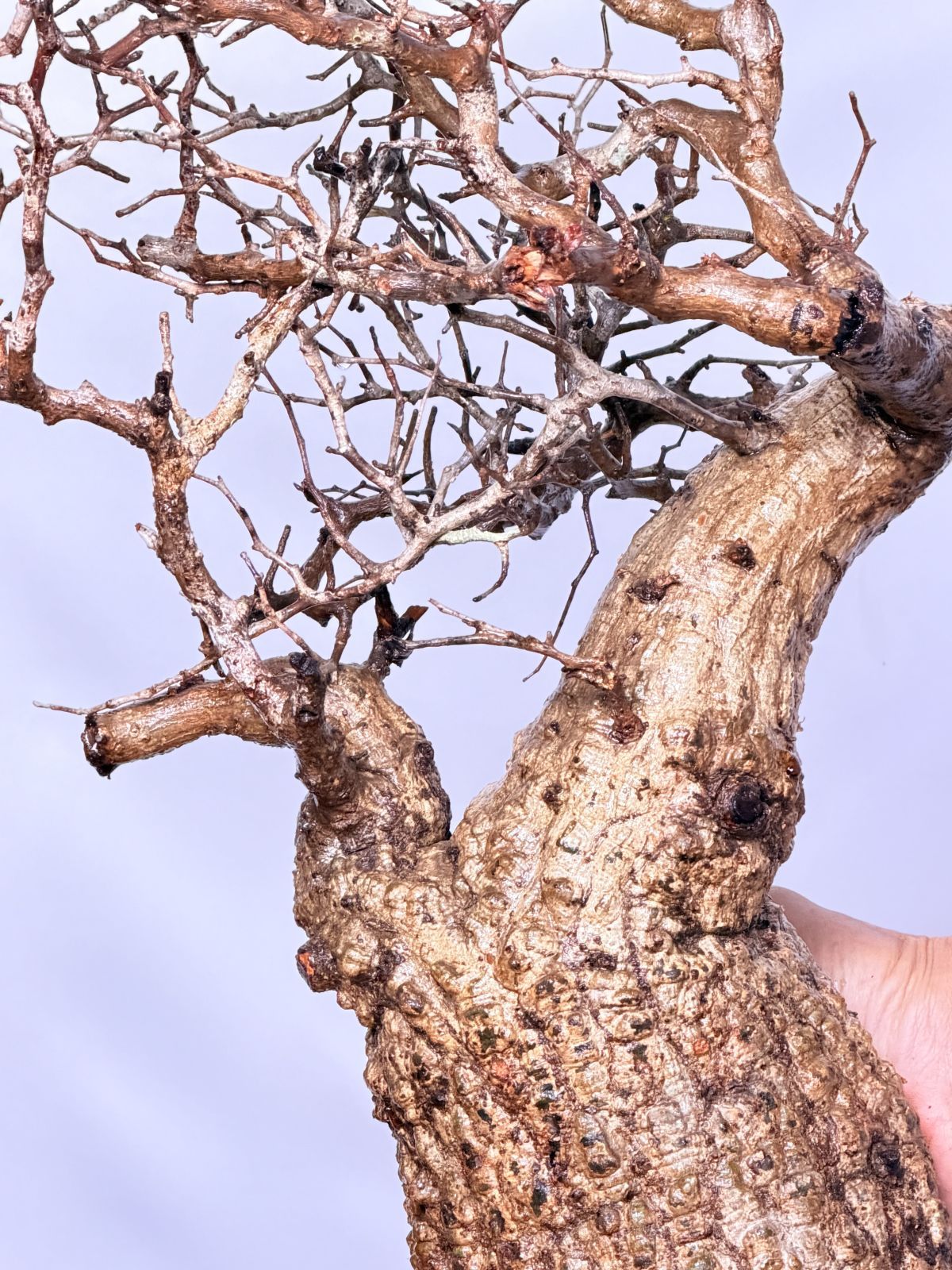 マダガスカル選抜