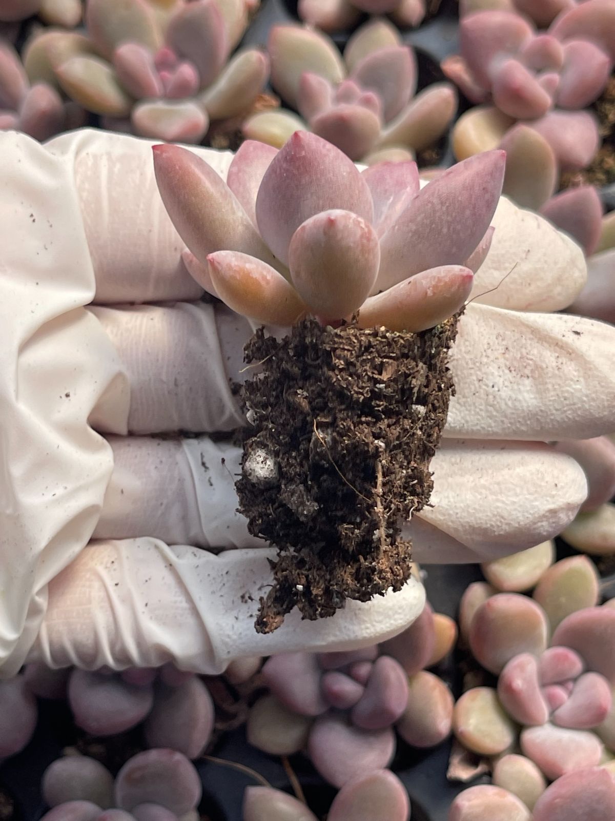 128株 S61-4 多肉植物 エケベリア オプル 超美苗 サボテン 観葉植物 花