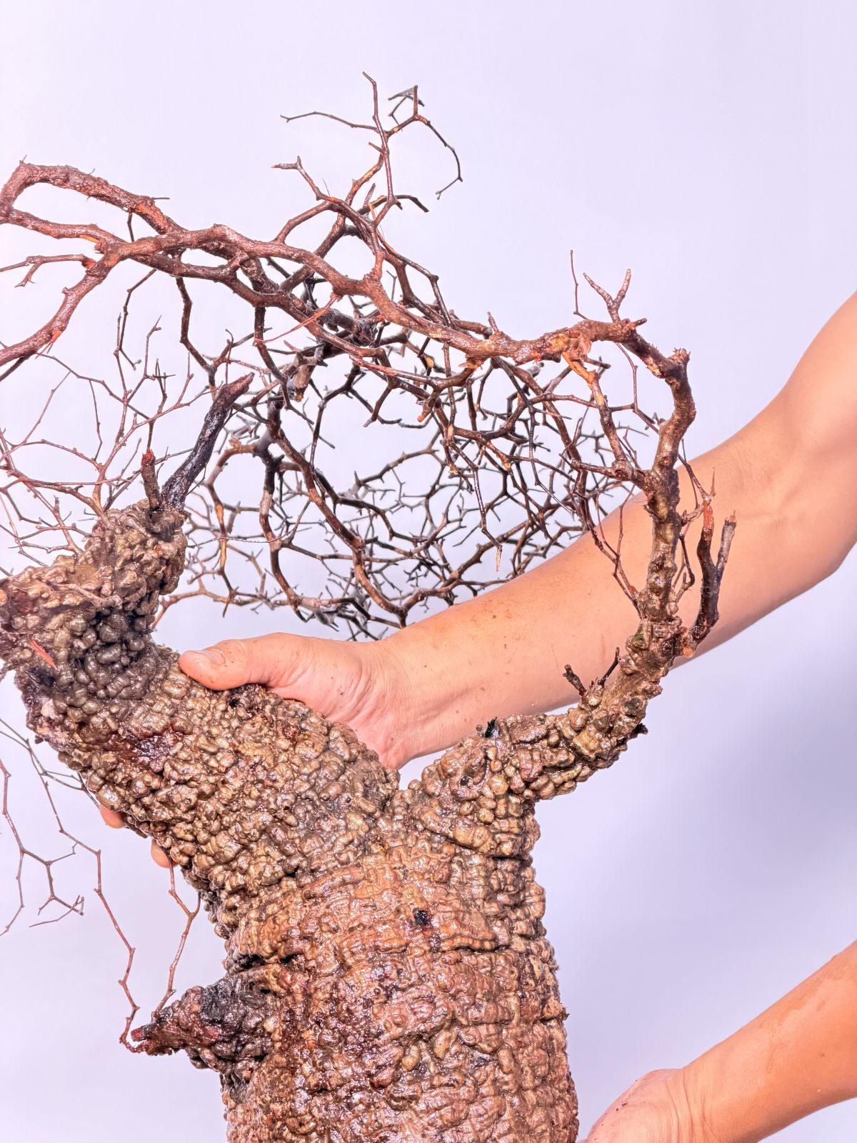 A161 Maison de Madagascar オペルクリカリア パキプス ベアルート株 マダガスカル選抜 Operculicarya pachypus パキプス コーデックス YUZUMIYA_COM