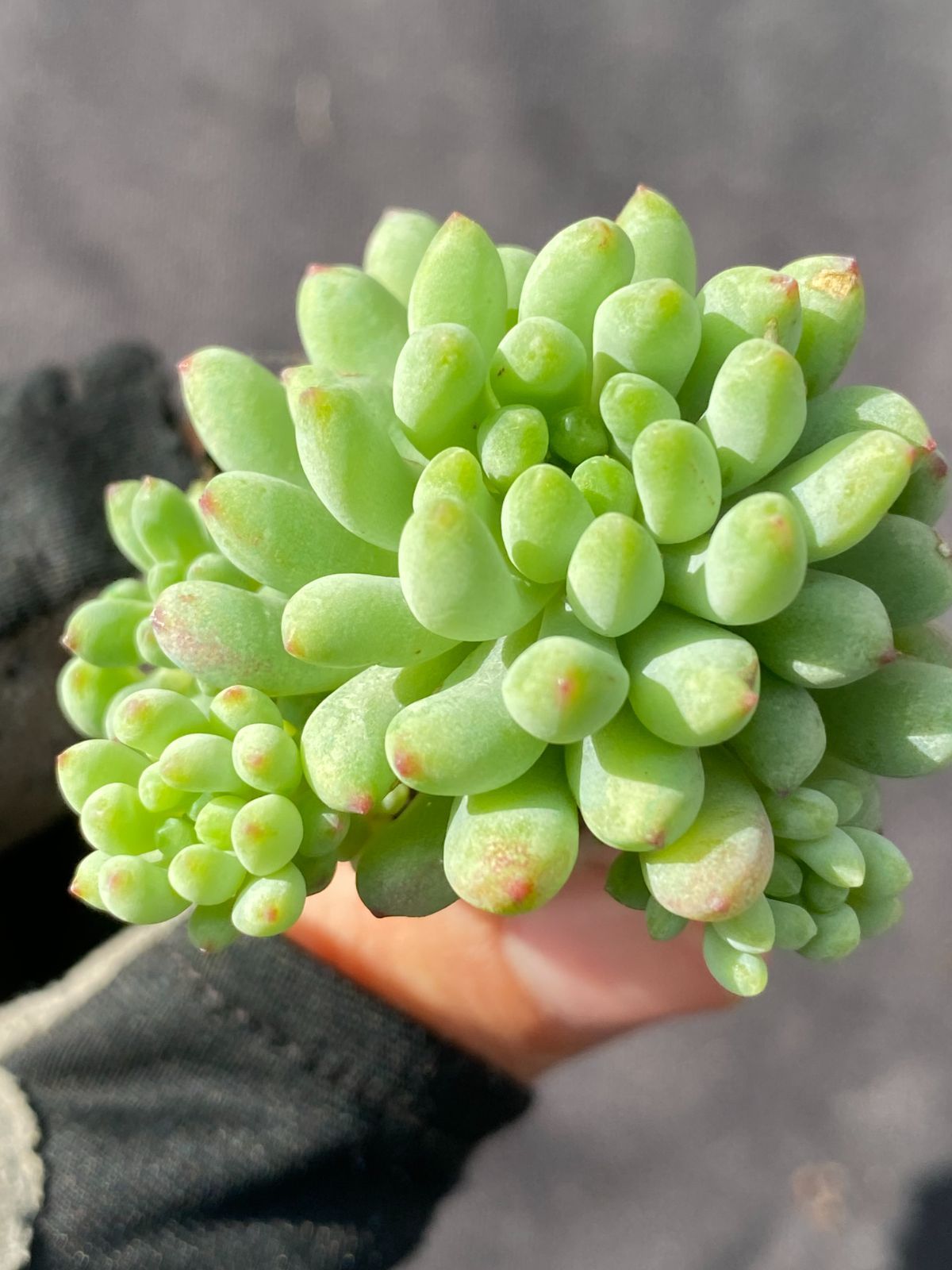 土付き 花火 ZM313×105苗 ベリー ふっくら 多肉植物 詰め合わせ エケベリア 韓国苗