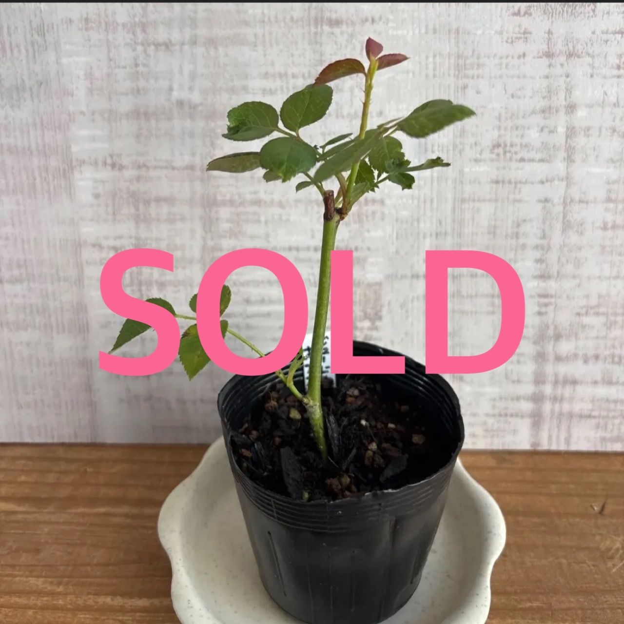 バラ　薔薇　挿木苗　抜き苗　ER ネコポス バラ 薔薇 挿木苗 抜き苗 ER ネコポス