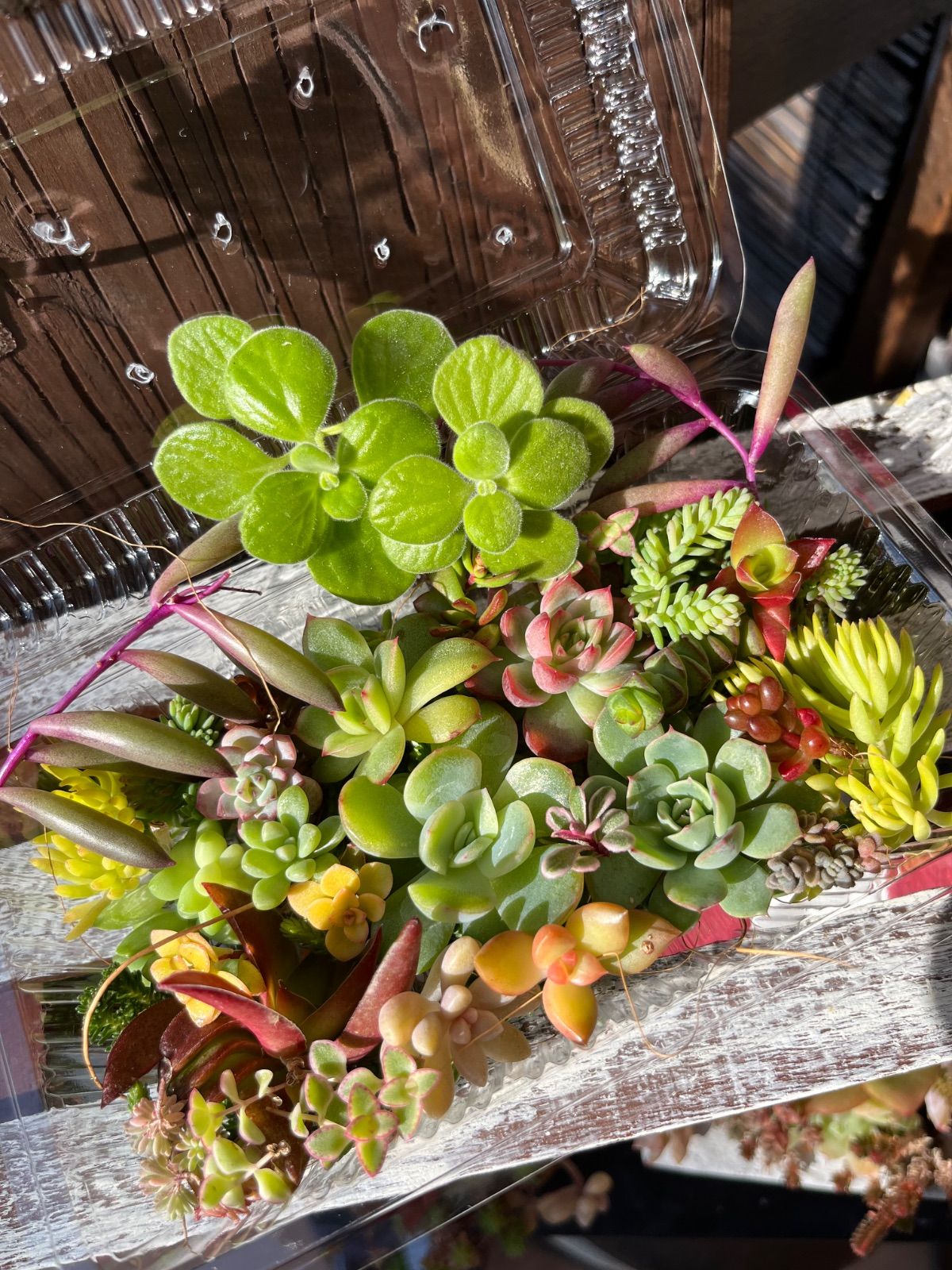セール中！多肉植物寄せ植えセット 多肉植物カット苗詰め合わせ