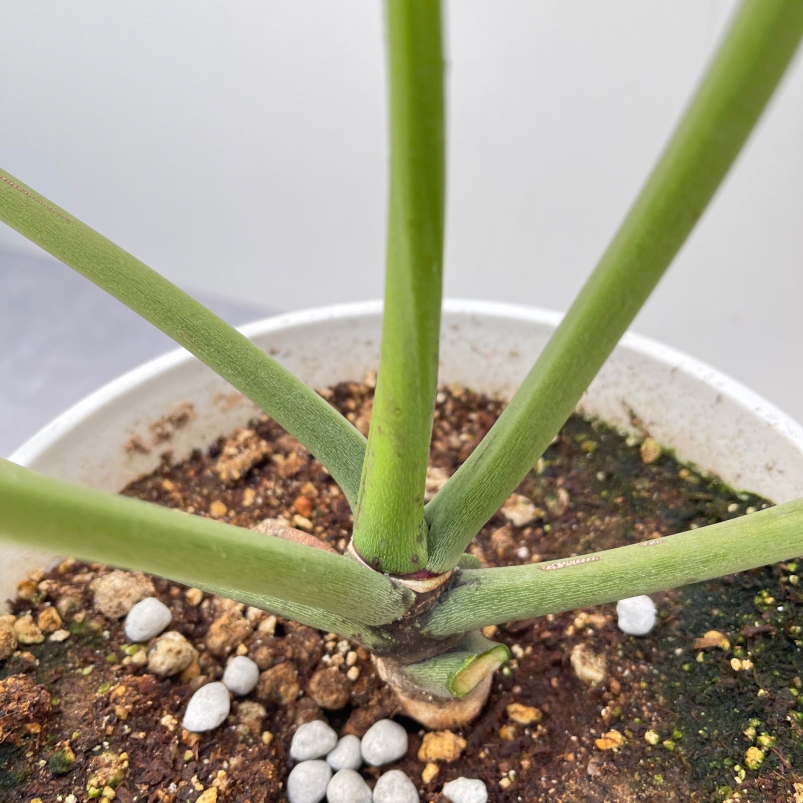 フィロデンドロン ジョーピー 1【現品】☆希少☆ 観葉植物 室内