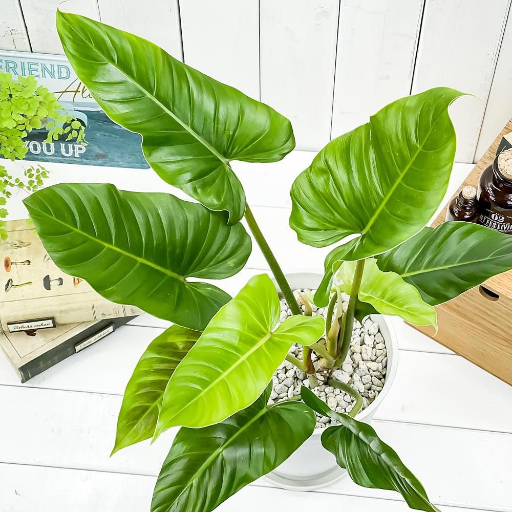 umbrella plant Dwarf Umbrella Tree Janine For Sale  Logee's Plants