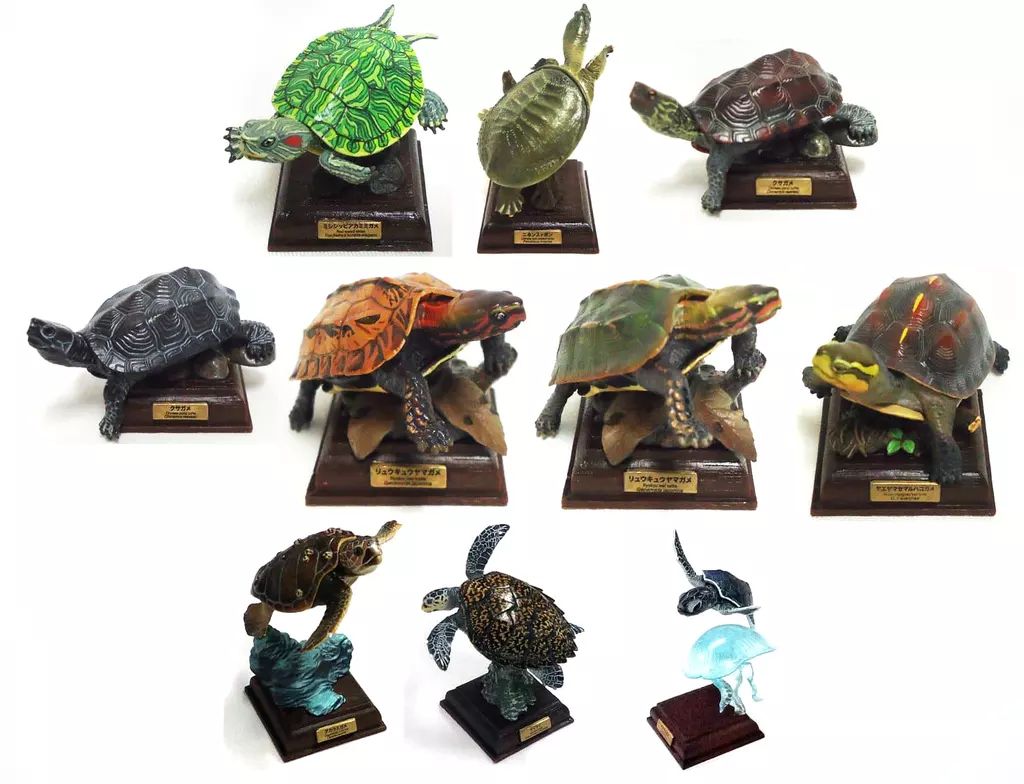 旧版 奇譚クラブ ネイチャーテクニカラー 日本のカメ「クサガメ（黒化
