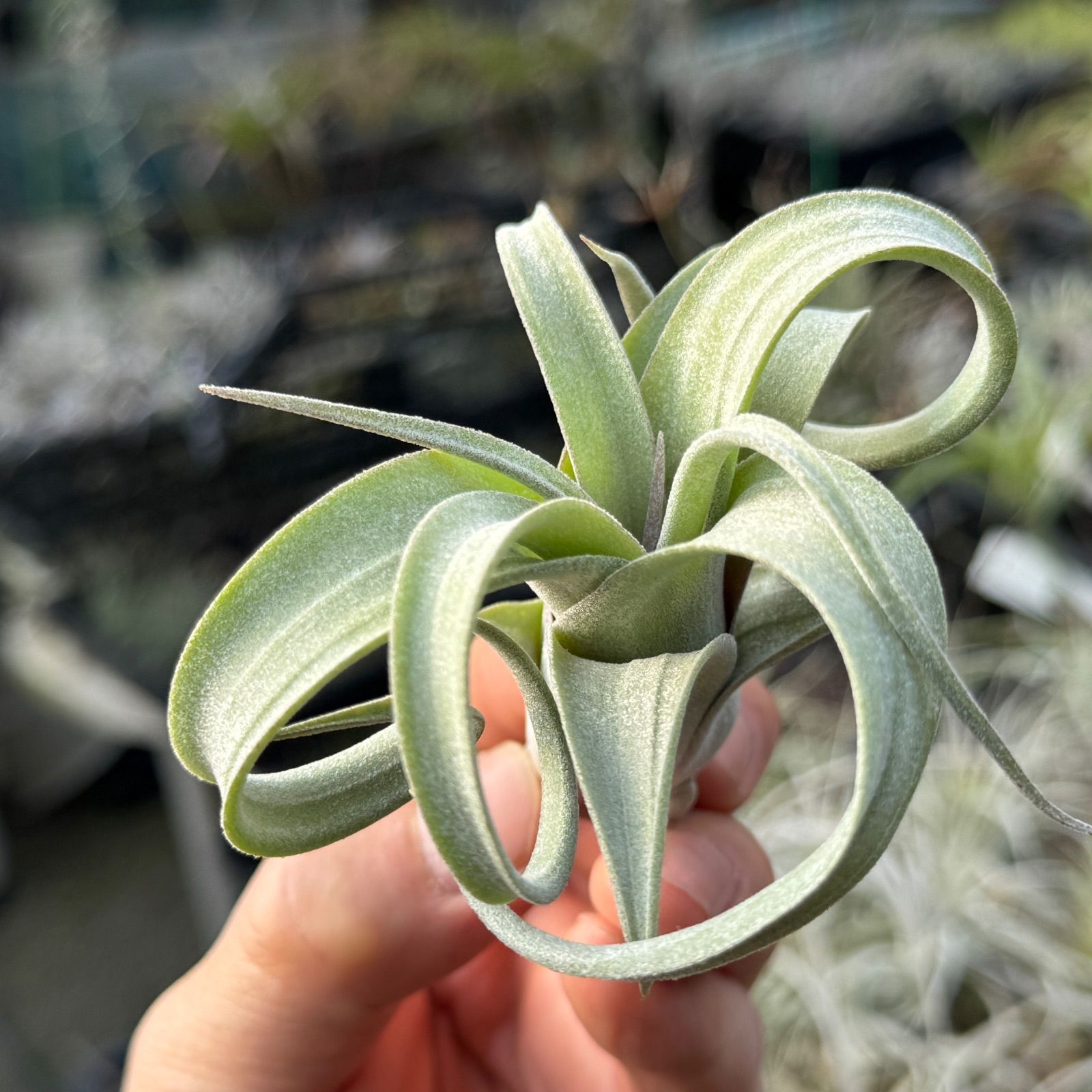 チランジア カーリースリム Tillandsia Curly Slim (Tillandsia