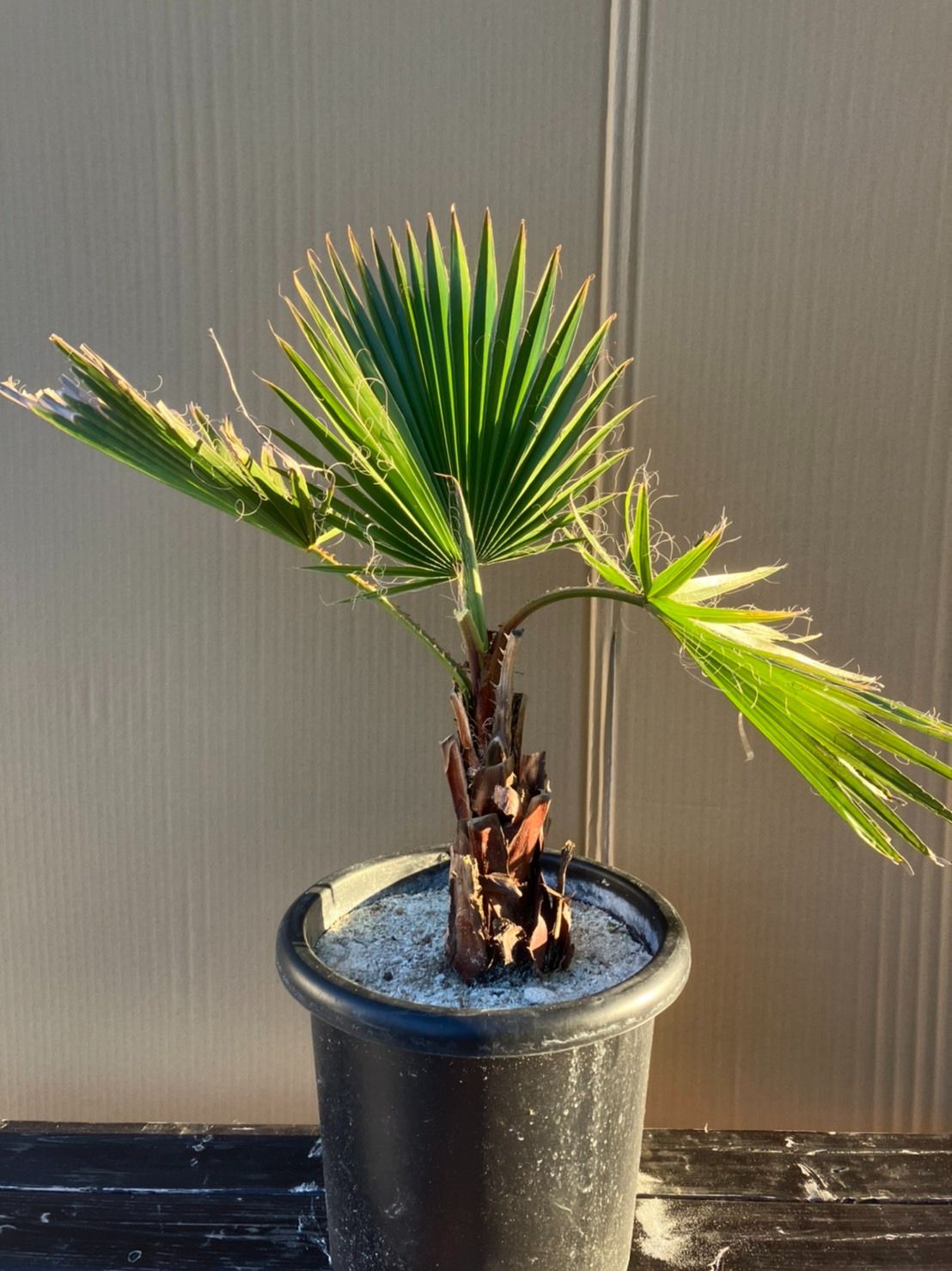 ワシントンヤシ 引き取り限定 愛知県 ワシントンヤシ 引き取り限定