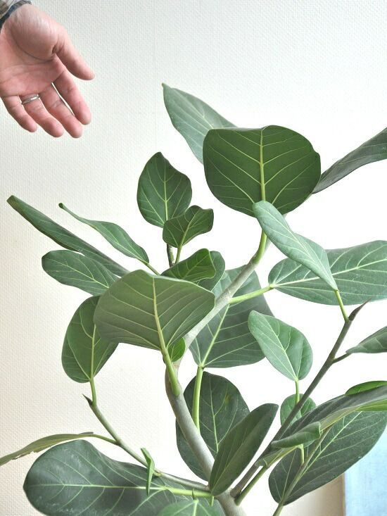 シーグレープ　曲がり　4【現品】観葉植物　大型 シーグレープ 曲がり 4【現品】観葉植物 大型 （シーグレープ