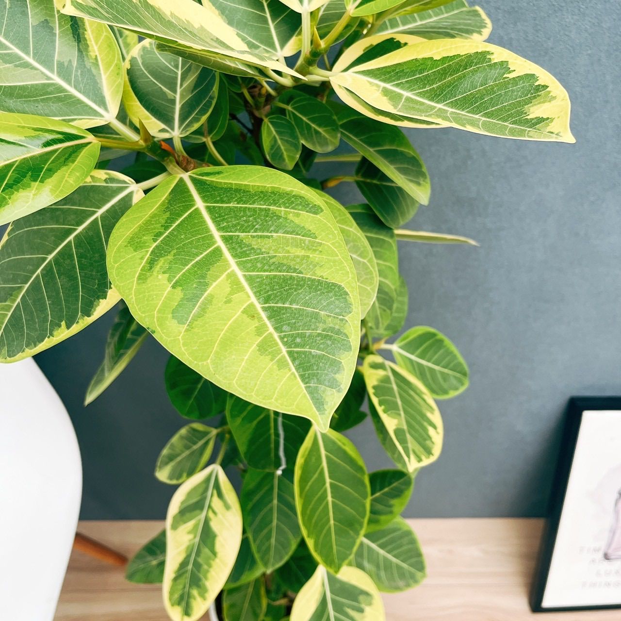 現品 1番 フィカス アルテシマ 8号 観葉植物 室内 大型 ゴムの木 おしゃれ かわいい 斑入り ストレート YUZUMIYA_COM