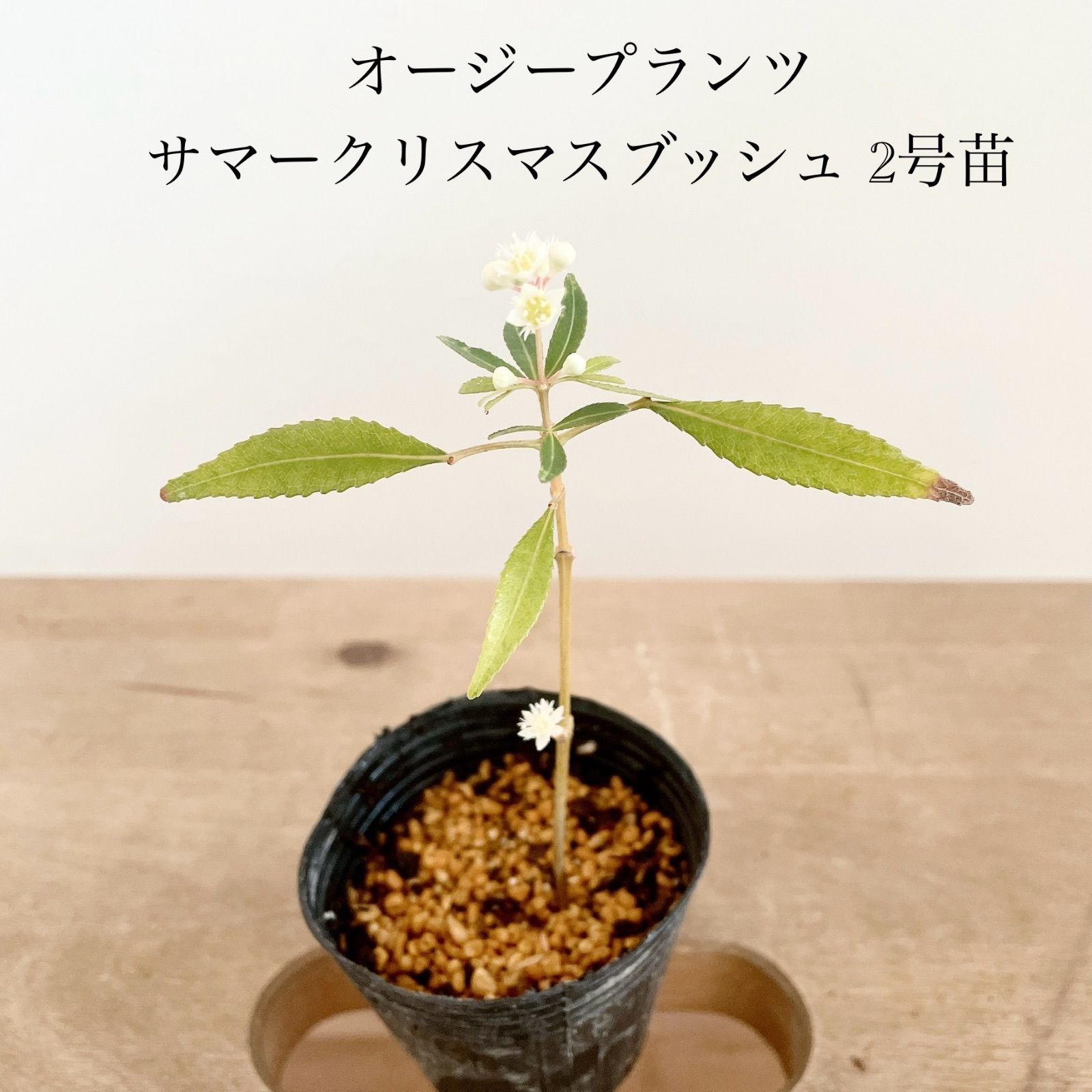サマークリスマスブッシュ オージープランツ2号苗 販売 - メルカリ