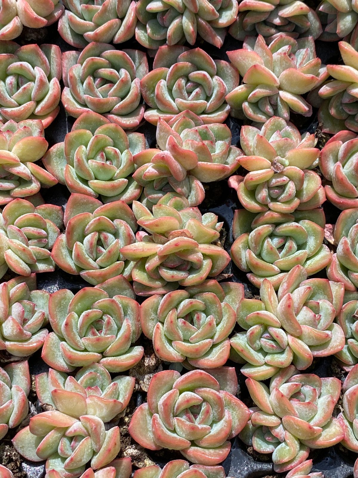 新発売 XQS56 センセーション 105苗セット 土と根付き 多肉植物