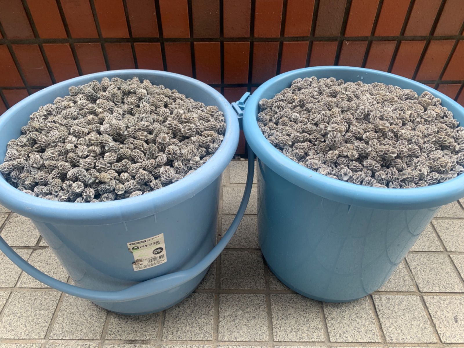 フジノスパイラル 約10L ろ材 濾材 ラボスパイラル LABOスパイラル @3 フジノスパイラル 約10L ろ材 濾材 ラボスパイラル LABOスパイラル