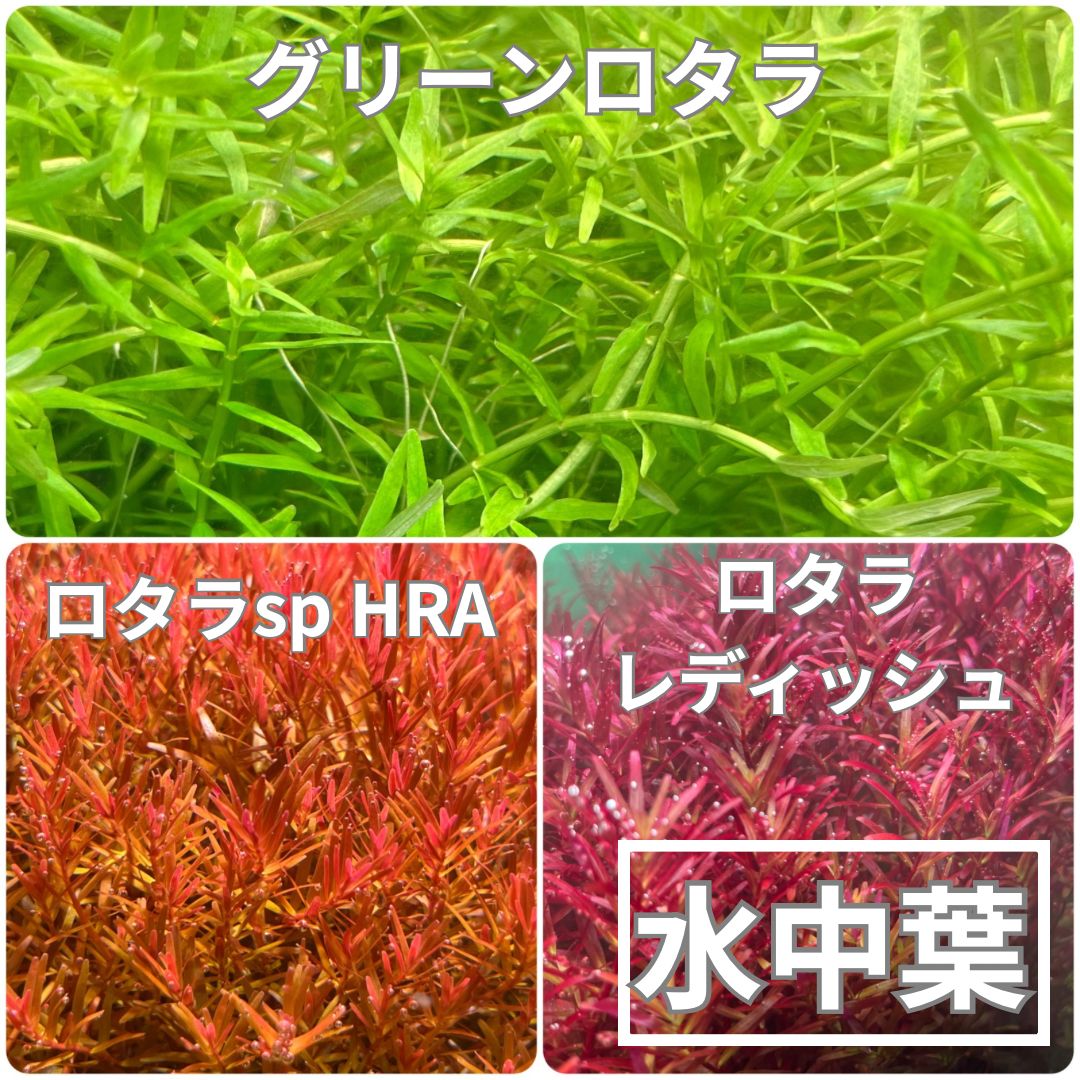 おすすめロタラ水中葉 3種類各5本 - メルカリ
