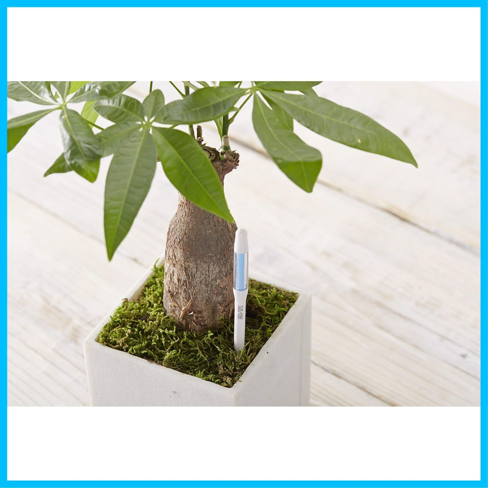 商品 Sustee サスティー 水やりチェッカー 5本セット S White