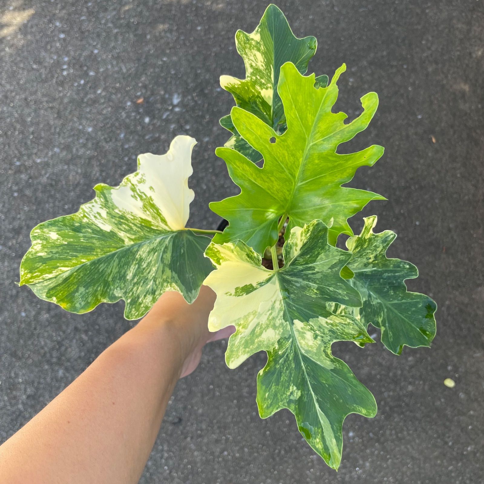 極斑　フィロデンドロン セローム トリカラー ミント斑入り 専用【極斑】フィロデンドロン セローム トリカラー ミント斑入り