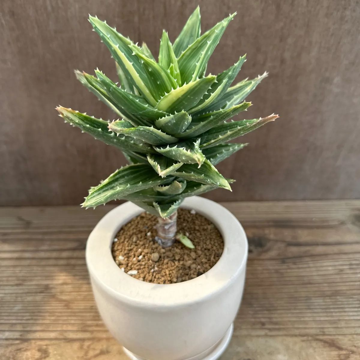 アロエ 不夜城錦 現品 アロエ属 多肉植物 観葉植物 雑貨