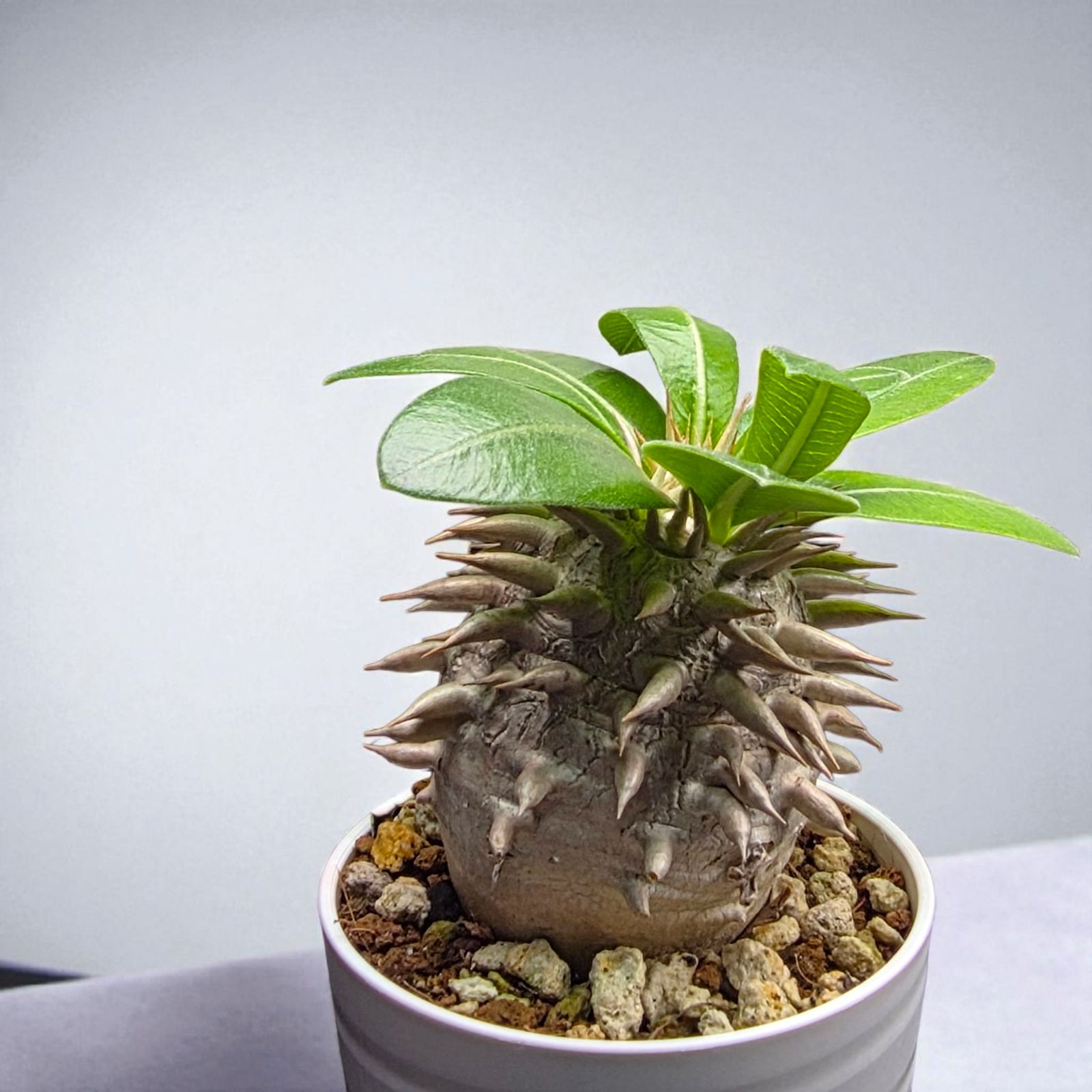 Pachypodium eburneum ★ パキポディウム エブレネウム 超～特大パキポディウム エブルネウム 1 （Pachypodium eburneum