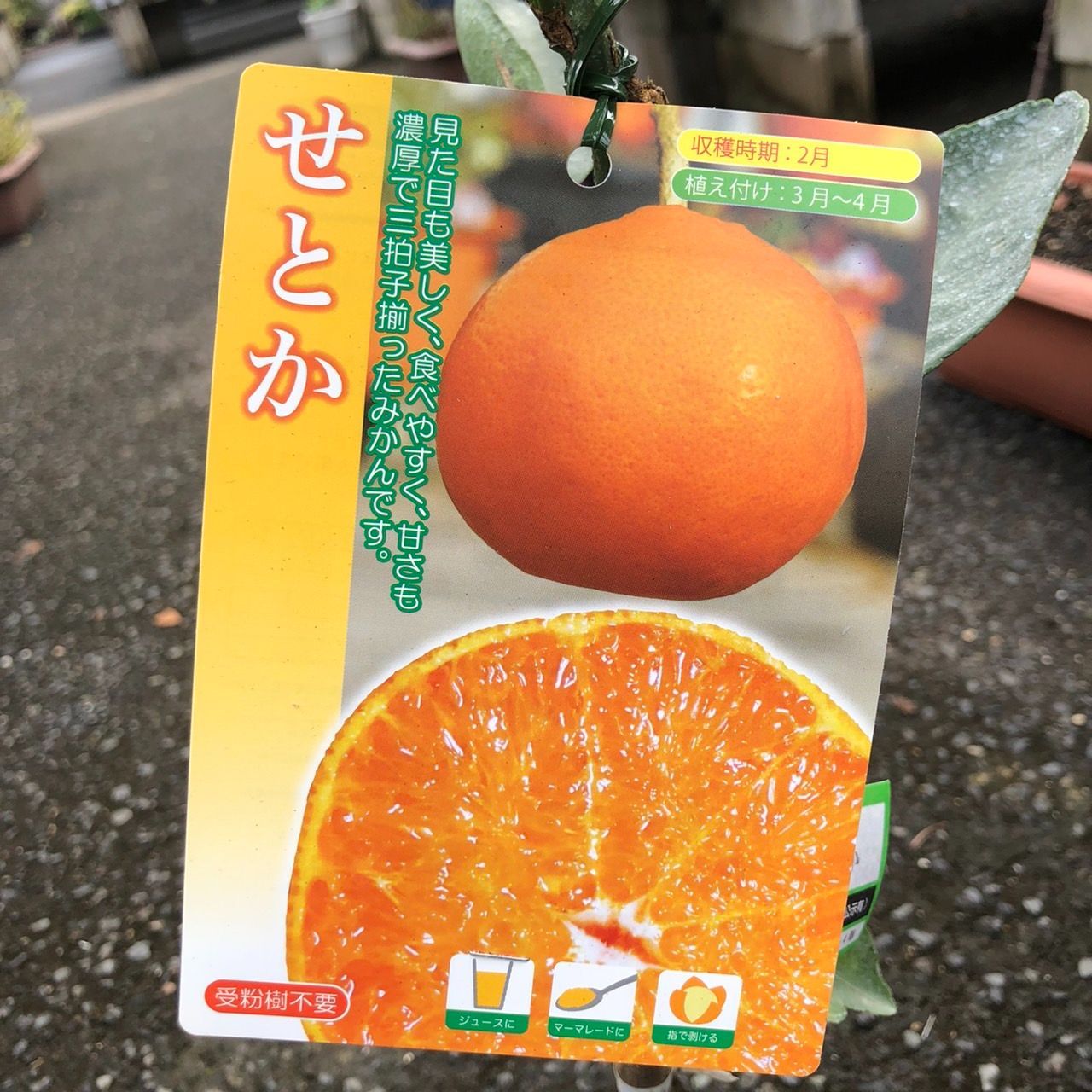 2/8再入荷果樹苗☆みかん・せとか - メルカリ