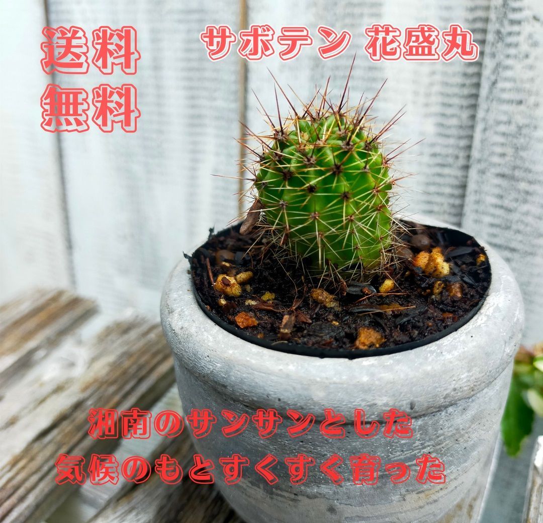 特選株短棘狂棘鬼棘天平丸2頭貴重