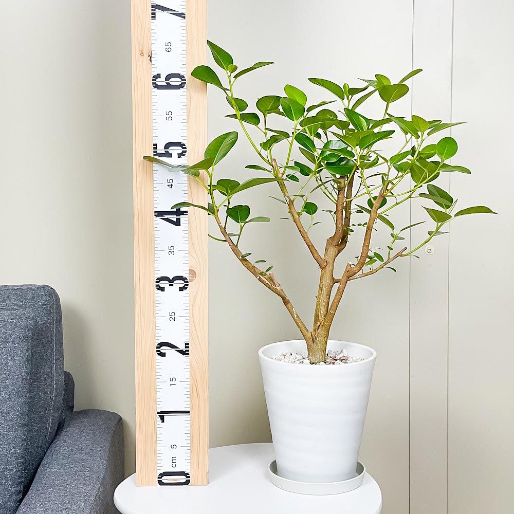 フィロデンドロン トータム 【現品】☆希少☆ 観葉植物 室内 7号