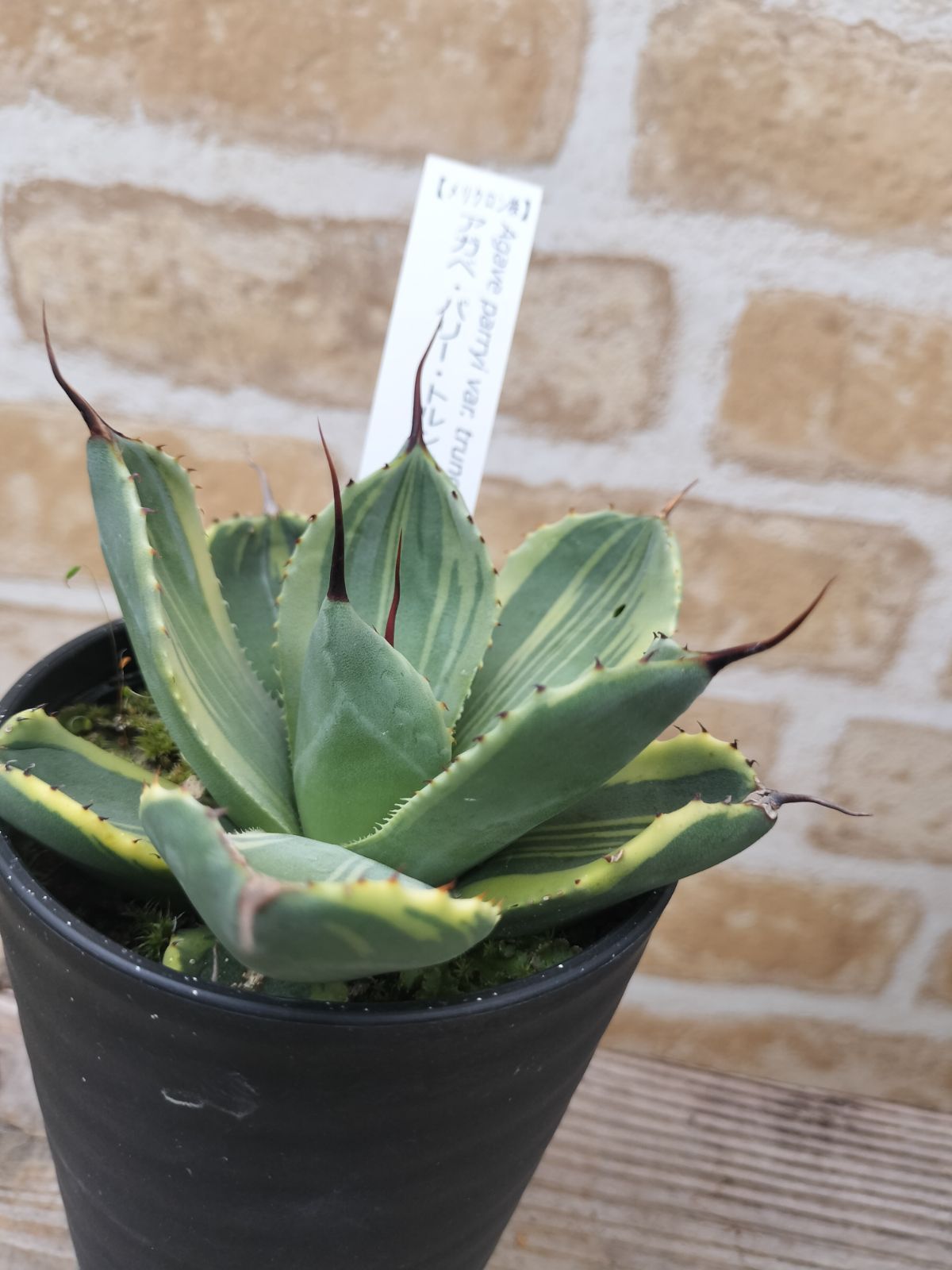 No.120】アガベ パリートランカータ ライムストリーク 美株 No.12