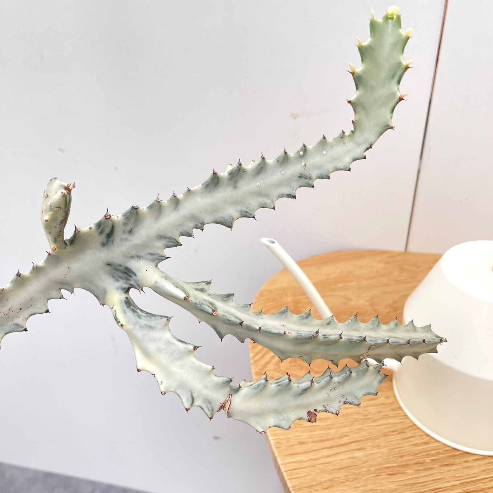 ユーフォルビア ホワイトゴースト 2【現品】☆希少☆ 観葉植物
