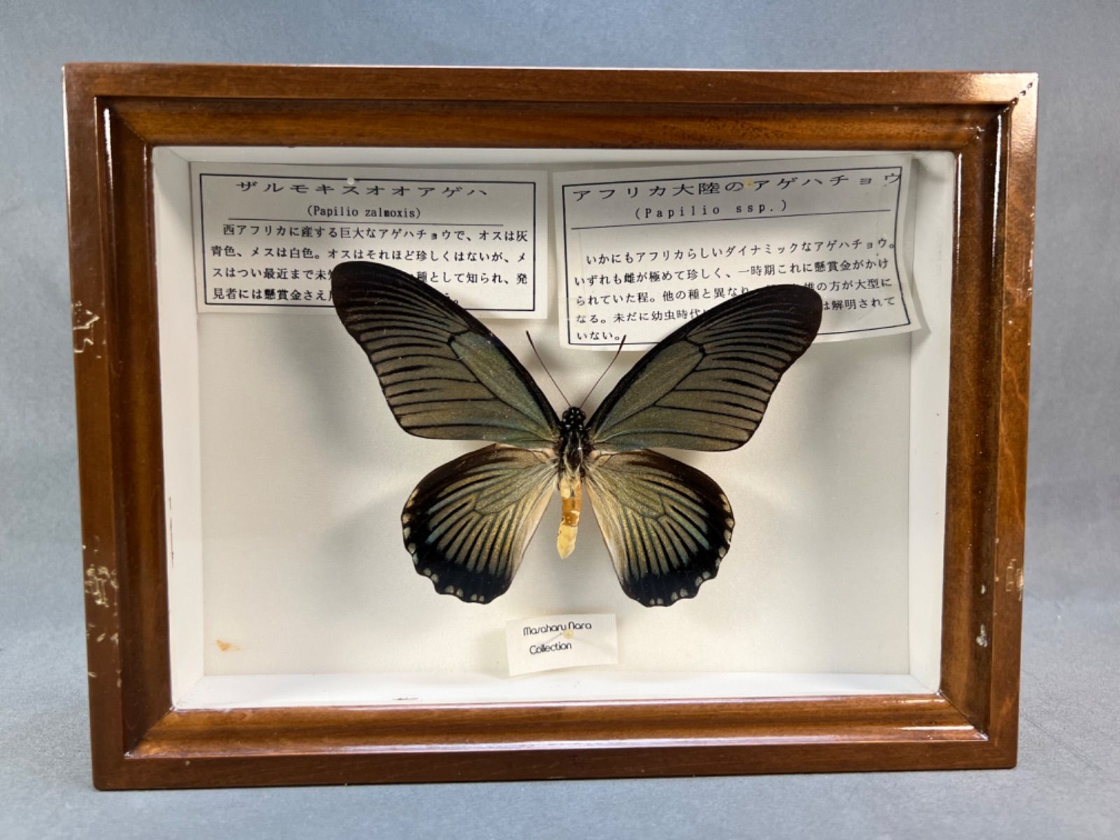 ザルモキスオオアゲハ 蝶 標本 藤本標本箱 - ヨザワヤ - メルカリ