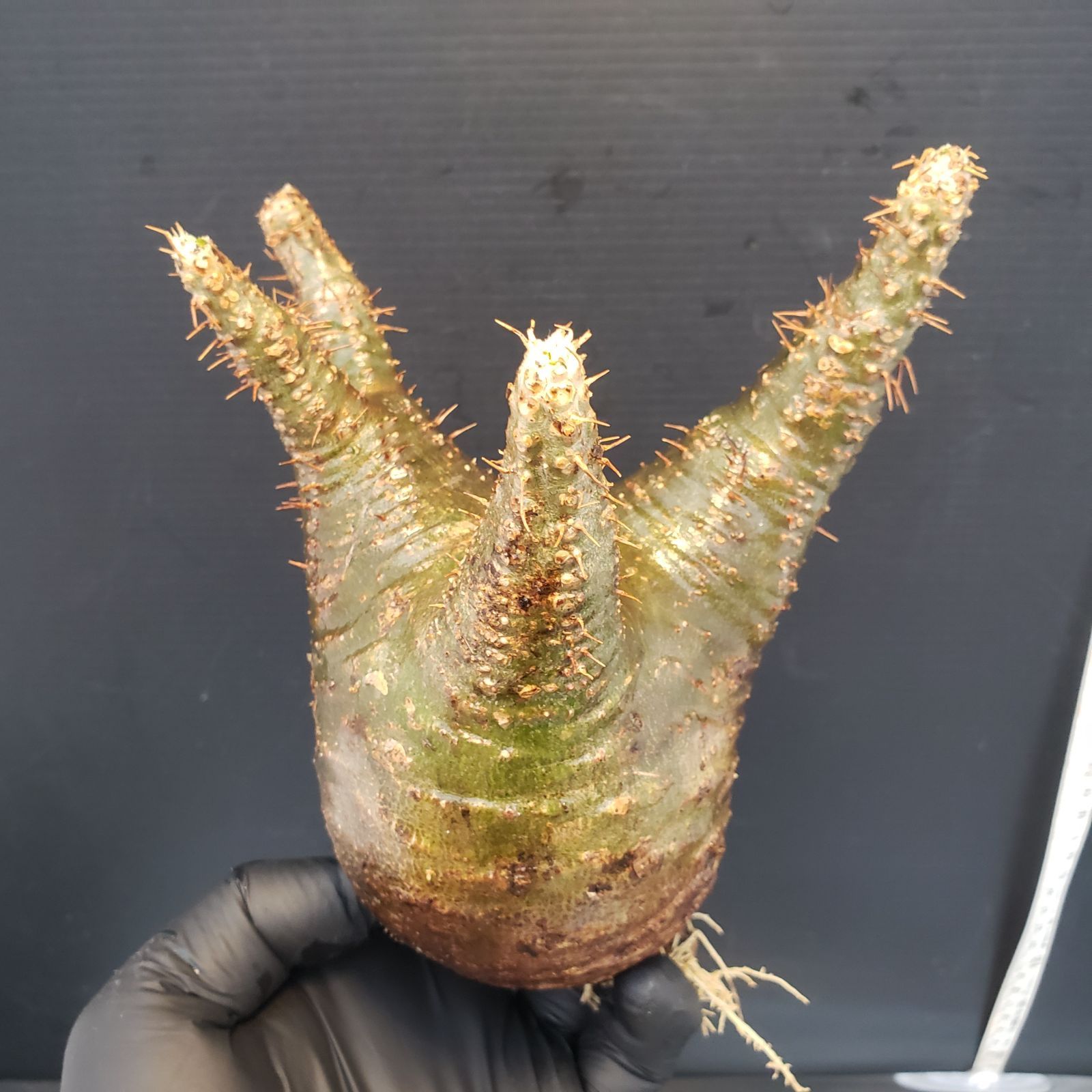 サ2039 「現地株」パキポディウム グラキリス S 抜き苗 現品限り