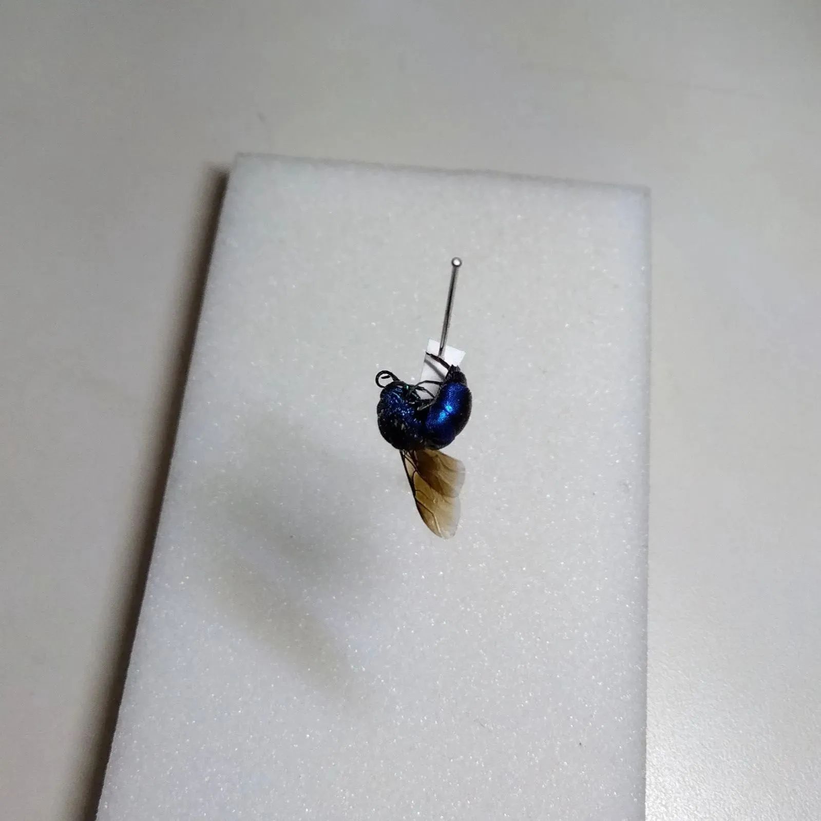 クロバネセイボウ (黒羽青蜂) 標本 珍しいハチの一種です - メルカリ