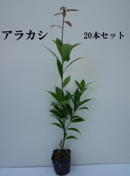 20本セット アラカシ樹高0.5m前後10.5cmポット